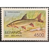 Беларусь 1997. Редкие виды рыб. Усач. Марка из серии