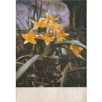 Чистая открытка "Дикий тюльпан" фото Б. Раскин