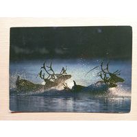 О-12. ПОДПИСАННАЯ ОТКРЫТКА. ЯПОНИЯ. ЯПОНСКИЕ ОЛЕНИ.