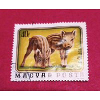 Венгрия, поросята