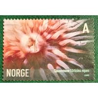 Норвегия 2005. Актиния
