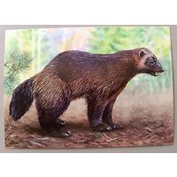 Росомаха. Открытка, глянец