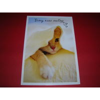 Тому, кого люблю Котенок Россия Hallmark Двойная чистая