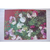 Максимов Б., Цветы; 1973, чистая, ДМПК.