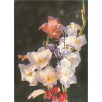 Чистая открытка 1970г. "Гладиолусы" фото Ю. Жаров и Ю. Левянт