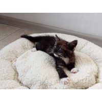 Котёнок #31 ищет семью!