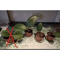 Рассада фикуса