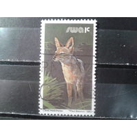 Юго-западная Африка, 1980. Черноспинный шакал