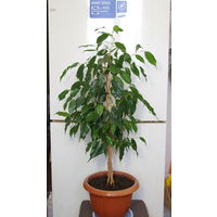 Фикус Бенджамина / Ficus benjamina
