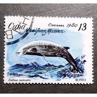 Марка Польша 1980 год Морские млекопитающие