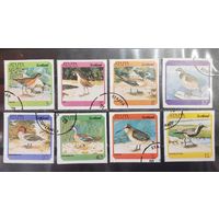 Стаффа. Фауна. Птицы (1242)