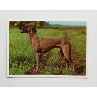 Английский хорт. Издательство Братислава. Чистая.