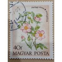 Венгрия 1973. Флора. Цветы. Rosa gallica. Марка из серии