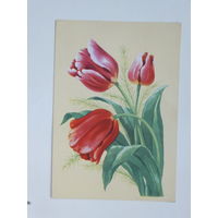 Зеленов тюльпаны открытка БССР 1962  10х15 см