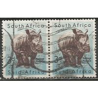 Южная Африка. Носорог. 1954г. Mi#243. Пара.