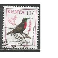 Кения. Птицы. Красногрудая нектарница. 1993г. Mi#581.