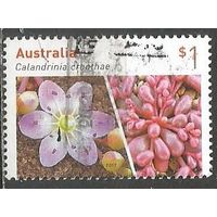 Австралия. Растение. Каландриния. 2014г. St#3654.