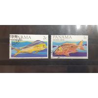 Панама. Фауна. Рыбы (74)