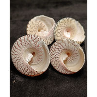 Ракушки Трохус макулатус Trochus maculatus