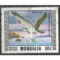 Монголия. Охраняемые птицы. Скопа. 1976г. Mi#1009.