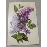 Цветы: сирень. Художник А.Куртенко. Чистая, 1974, издательство "Изобразительное искусство"