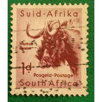 Южная Африка 1954. Чёрная антилопа Гну