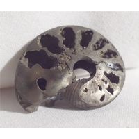 Аммонит Quenstedtoceras Квенштедтоцерас Ископаемый молюск Окаменелость 30 х 24 мм