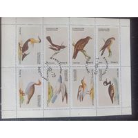 Эйнхаллоу. Водоплавающие птицы. Малый лист