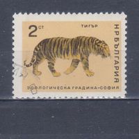 [2148] Болгария 1966. Фауна.Дикие кошки.Тигр. Гашеная марка.