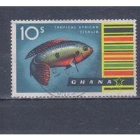 [1491] Гана 1959. Фауна.Рыба. Гашеная марка.