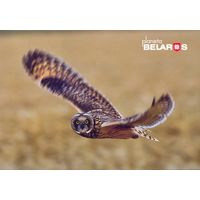 "Планета Беларусь" 2022 посткроссинг фауна птицы болотная сова