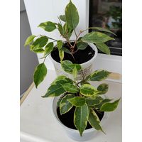 Фикус Бенжамина