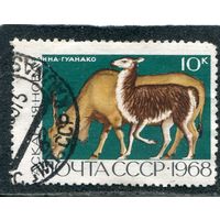 СССР 1968.. Заповедник Аскания Нова. Канна и гуанако