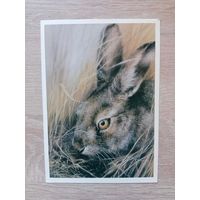 Исаков 1989 чистая