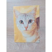 Календарик 1992-93