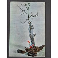 Чистая. Зимние мотивы Горбачев, Кулаков 1976 г