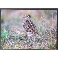 Беларусь 2021 открытка птица.