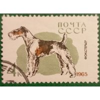 СССР 1965. Породы собак. Фокстерьер. Марка из сермм