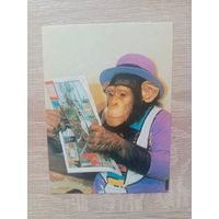 Календарик 1992