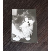 Картонная фото открытка с котиком, Германия.