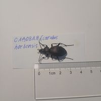 Жужелица садовая ( carabus hortensis)- для энтомологии , насекомые