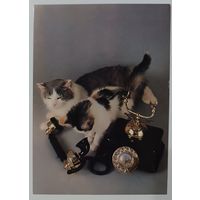 Не дозвонились. Коты. Открытка, 1989г.
