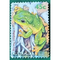 Австралия 1999. Великолепная древесная лягушка