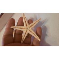 Морская звезда