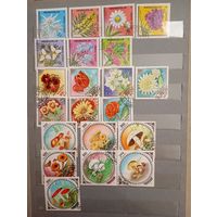 Флора сборный Монголия 3 серии