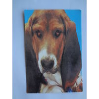 Календарик 1995 г.  Бассет-хаунд. (543).