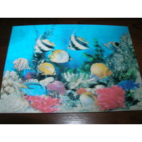 Стерео Рыбки подводного мира 1981 год Япония Подписана