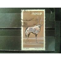 Юго-западная Африка, 1980. Газель орикс