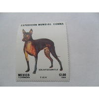 Мексика, собака