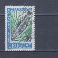 [1807] Уругвай 1968. Фауна.Рыба. Гашеная марка.